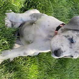 Great Dane Puppies from Delphi Danes