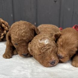 Boy 4 - Red  male Goldendoodle puppy in Rush, New York from Care Bear Puppies