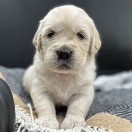 Golden Retriever Puppies from Arden Hill Goldens