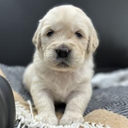 Golden Retriever Puppies from Arden Hill Goldens