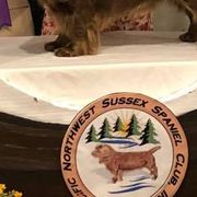 Labrador Retrievers and Sussex Spaniels from Marstad
