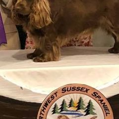 Labrador Retrievers and Sussex Spaniels from Marstad