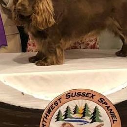 Labrador Retrievers and Sussex Spaniels from Marstad