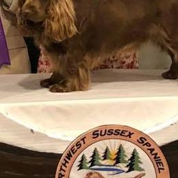 Labrador Retrievers and Sussex Spaniels from Marstad