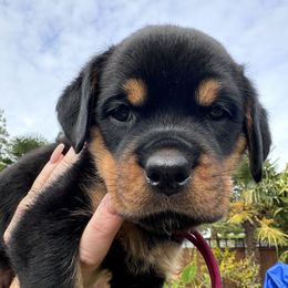 Maroon collar girl ♥️ - Black and mahogany Rottweiler puppy in Medford, Oregon from 541Rottweilers