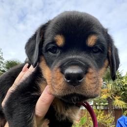 Maroon collar girl ♥️ - Black and mahogany Rottweiler puppy in Medford, Oregon from 541Rottweilers