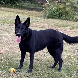Nadia - German Shepherd