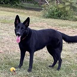 Nadia - German Shepherd