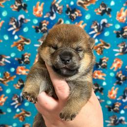 Shadow - Red female Shiba Inu puppy in Marshall, Minnesota from Tobitatsu Shiba Inu