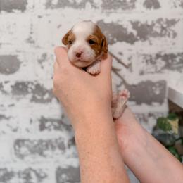 Honey - Blenheim female Cavapoo puppy in Mayo, Florida from Kingston’s Cavaliers