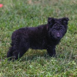 Gratz - Black female Mudi puppy in Gatlinburg, Tennessee from Greenbrier