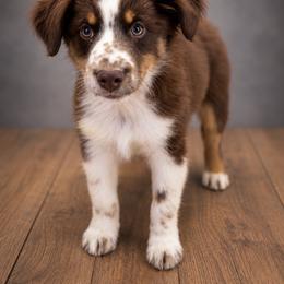 Benedict - Red tri male Miniature Australian Shepherd puppy in Macomb, Missouri from Show Me MO Aussies