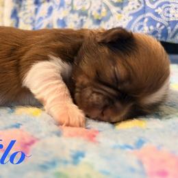 Milo - Liver and white male Shih Tzu puppy in Hemet, California from Aloha Shih Tzu