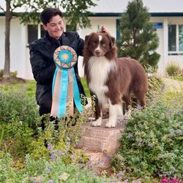 Vander - Red & white male Australian Shepherd puppy in Cumberland, Rhode Island from Empower