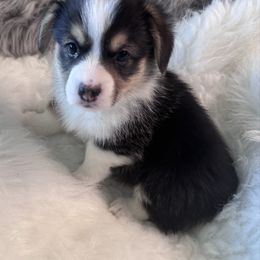 Lt Blue Collar Male - Black and tan male Pembroke Welsh Corgi puppy in Grants Pass, Oregon from Rockin’ DA Corgis & Critter Transport LLC