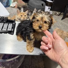 Tom - Black and tan male Yorkshire Terrier puppy in Cisco, Texas from Charitabee’s Yorkies