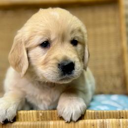 Mr Gray - Dark golden male Golden Retriever puppy in Tonasket, Washington from Denzil’s Goldens
