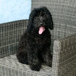 Sheepadoodle Puppies from Riley Grace Puppies