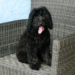 Sheepadoodle Puppies from Riley Grace Puppies