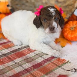 Love-A-Lot - Phantom female Poodle puppy in Lavonia, Georgia from Peach Blossom Kennels