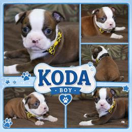 Koda - Brindle and white male Boston Terrier puppy in Brooksville, Florida from I Love Pups