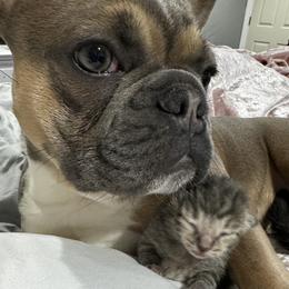 French Bulldog Puppies from 4T Ranch