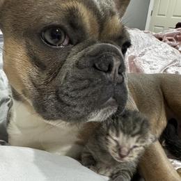 French Bulldog Puppies from 4T Ranch