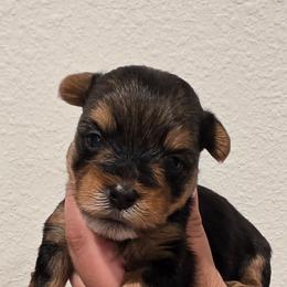 Pauly - Black and tan male Yorkshire Terrier puppy in Haines City, Florida from MF_Yorkies