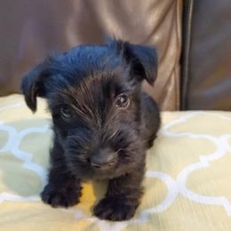 Scottish Terrier Puppies from Hyland Lake Scotties