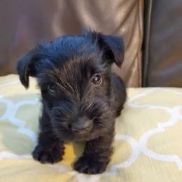 Scottish Terrier Puppies from Hyland Lake Scotties