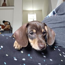Dachshund Puppies from Winnie's Wonders