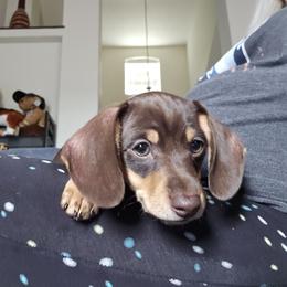 Dachshund Puppies from Winnie's Wonders