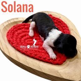 Solana - Black and tan female Dachshund puppy in Kemp, Texas from Koli Acres