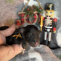Rudolph - Black and cream male Dachshund puppy in Washington from Beautiful Doxies