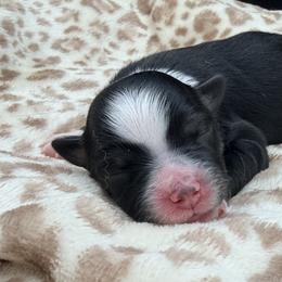 Girl 1 - Black tri female Miniature Australian Shepherd puppy in Arcadia, Indiana from Sunset Cowgirl Mini Aussies