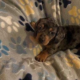 Dachshund Puppies from Rockin Mountain Hounds