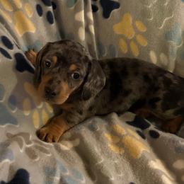 Dachshund Puppies from Rockin Mountain Hounds