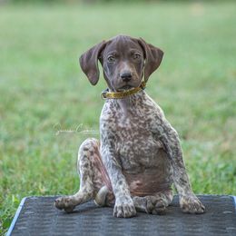 German Shorthaired Pointer and Vizsla Puppies from Nosam Kennels
