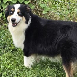 Gyp - Australian Shepherd