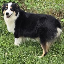 Gyp - Australian Shepherd