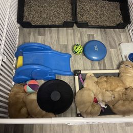 Golden Retriever Puppies from Golden Wise