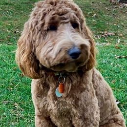 Finni - Australian Labradoodle