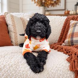 Benjamin - Phantom male Goldendoodle puppy in Macclenny, Florida from Baker County Goldendoodles