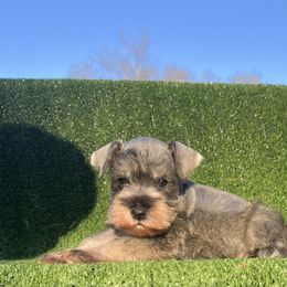 Sasha - Salt and pepper female Miniature Schnauzer puppy in Jayess, Mississippi from Barbara Clark