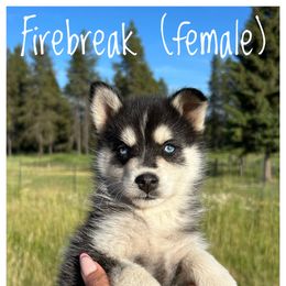 Runamok Firebreak - Black and white female Pomsky puppy in St. Maries, Idaho from Runamok Farm