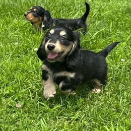 Blake - Black and cream male Dachshund puppy in Mountainburg, Arkansas from Charisma Dachshunds