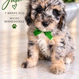 Justin - Blue merle male Bernedoodle puppy in Miami, Florida from Jade’s Paws & Co. Of Miami LLC