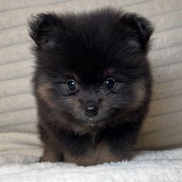 Rocket - Black and tan male Pomeranian puppy in Hughes Springs, Texas from Hughes Springs Tx Poms