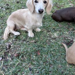 Roxie - Dachshund