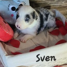 Border Collies from The George's dogs and puppies
